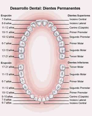 Listo Creta Padre Etapas del crecimiento de los dientes, Clínica Dental Carvajal